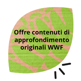 Propone contenuti di approfondimento originali WWF